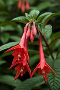 , Firecracker Fuchsia Fuchsia Thalia